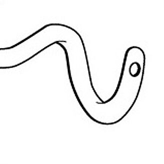 Pigtail Probe